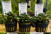 Bucephalandra Theia Red