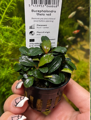 Bucephalandra Theia Red