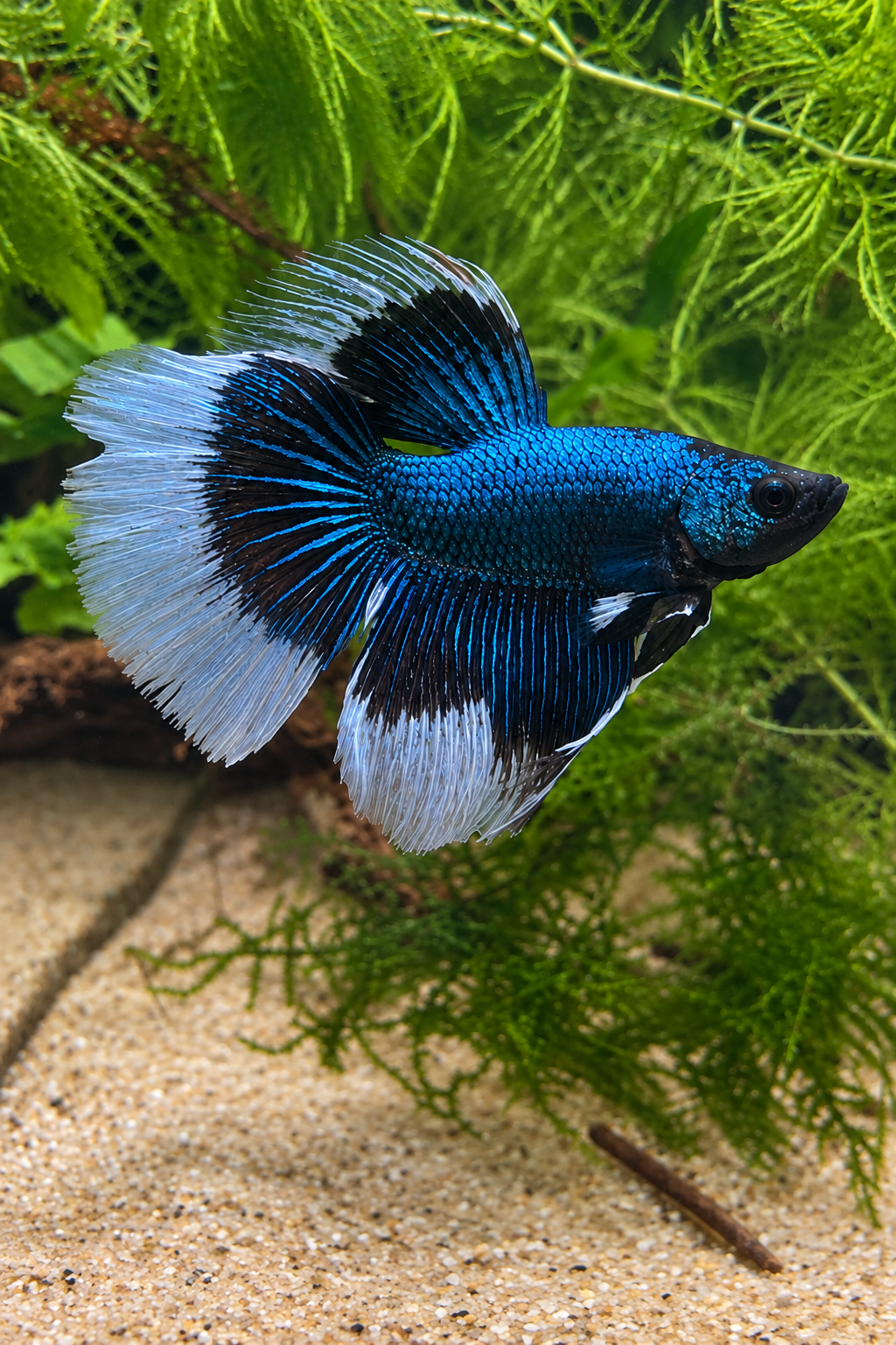 Betta Super Delta Green Orchid Butterfly