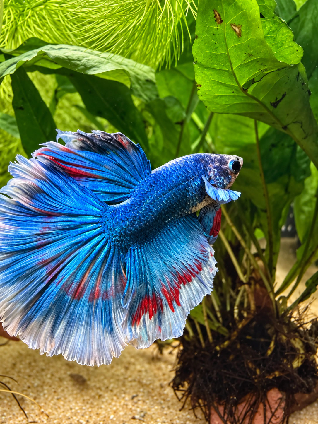 Betta Halfmoon Rosetail Blue
