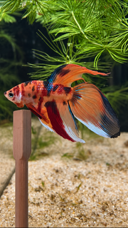 Betta mâle Veiltail Nemo Galaxy