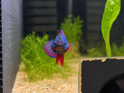 Betta Plakat Bicolore