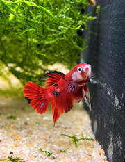 Betta Plakat Red Koi Galaxy