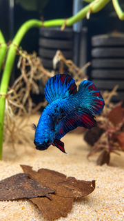 Betta Plakat Avatar