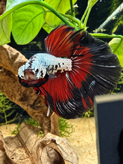 Betta Halfmoon Samouraï Black Vampire