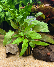 Cryptocoryne wendtii ‘Green’
