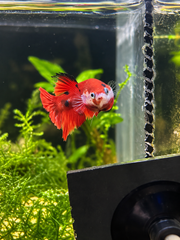 Betta Plakat Red Koi Galaxy