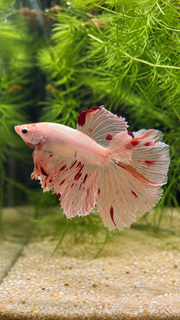 Betta Halfmoon Vanda