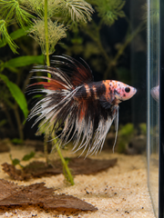 Betta Crowntail Nemo Cooper