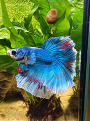 Betta Halfmoon Rosetail Blue
