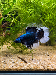 Betta Super Delta Green Orchid Butterfly