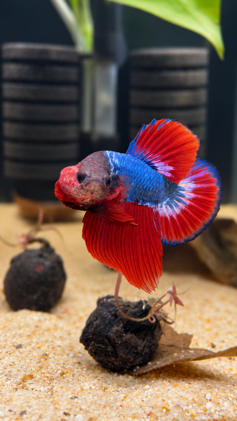 Betta Halfmoon Plakat Patriot