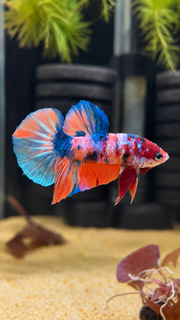 Betta Plakat Candy