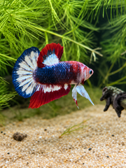 Betta Plakat Patriote