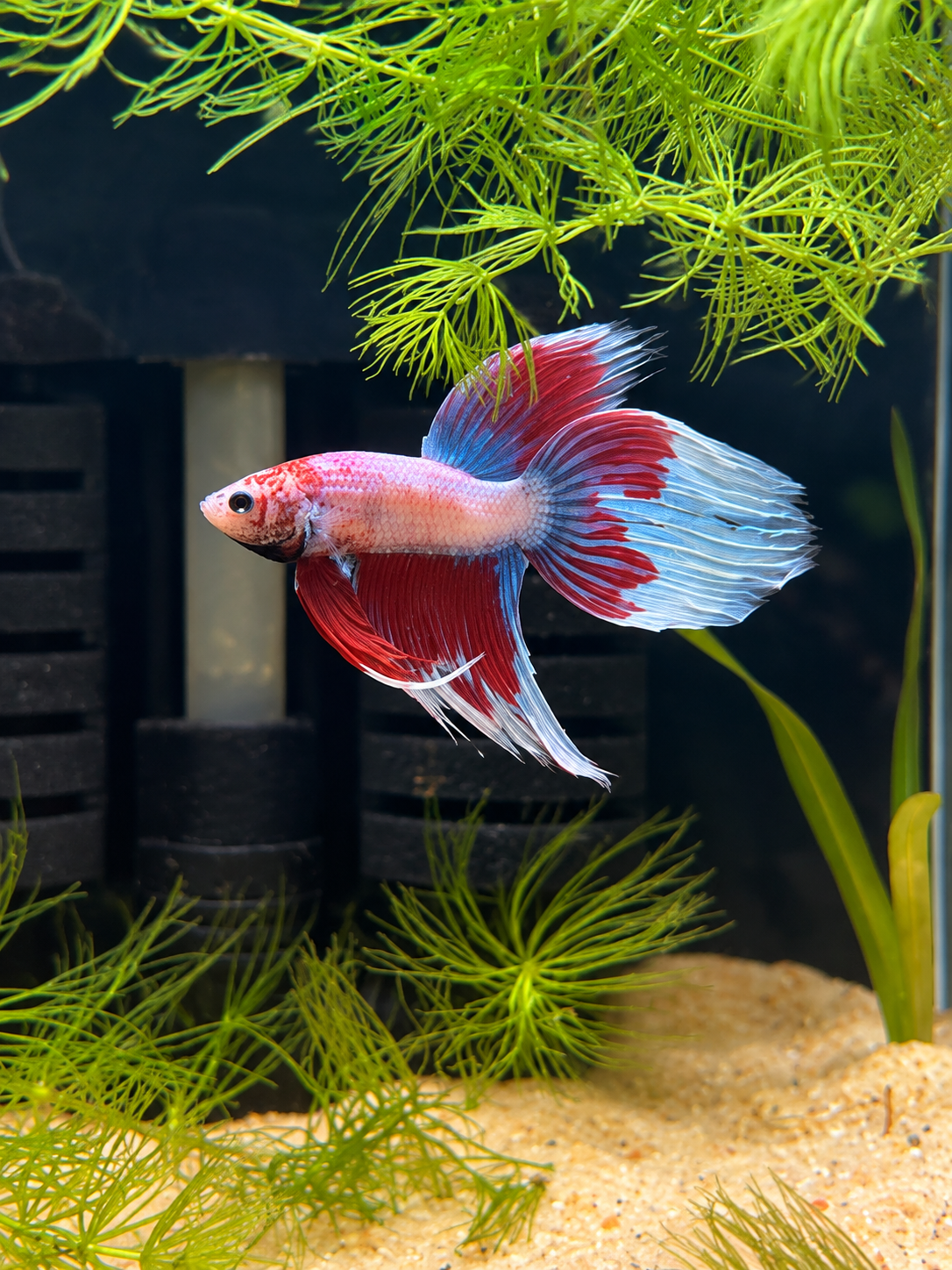 Betta Veiltail Pink Butterfly