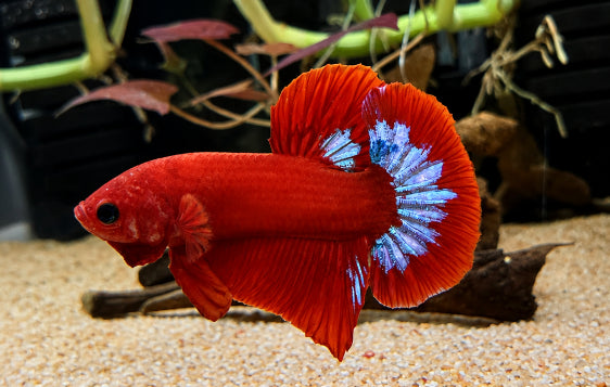 Betta Plakat Red Hellboy